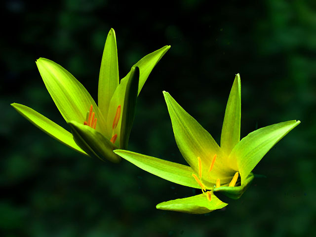 黄花菜(2) 摄影 yueer清风