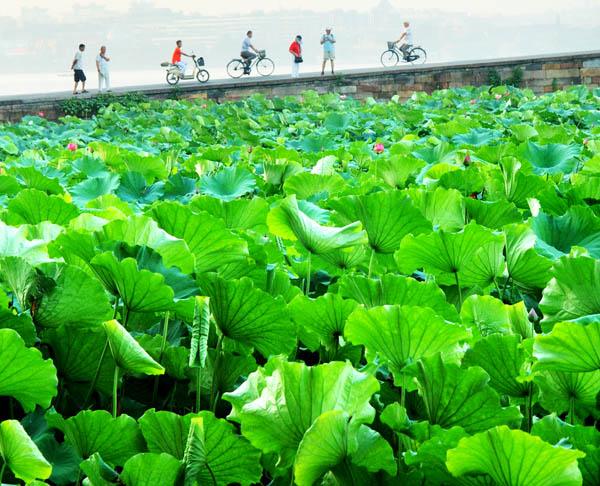 夏日 摄影 吴伟锋