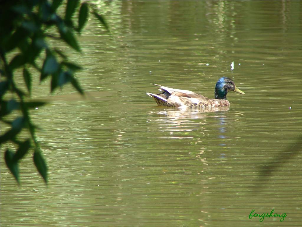 nature-016 摄影 fengsheng