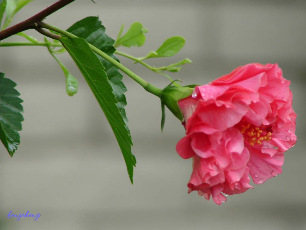 flower-038 摄影 fengsheng