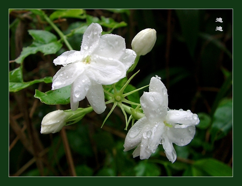 雨中的茉莉花 摄影 迪迪宝贝