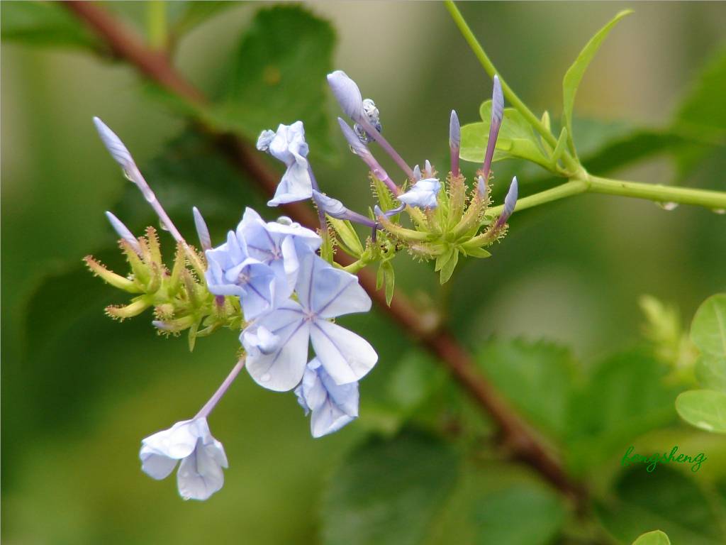 flower-037 摄影 fengsheng