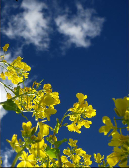 灿烂天空 摄影 sun_flower