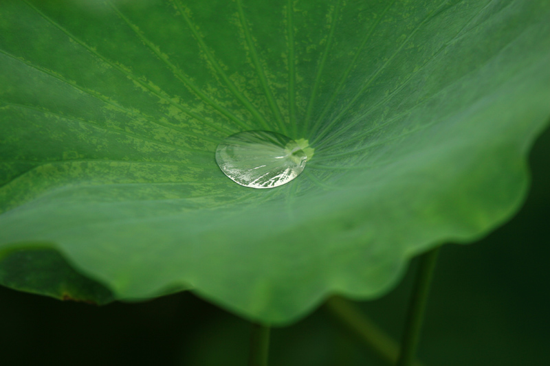 雨荷 摄影 杨先生