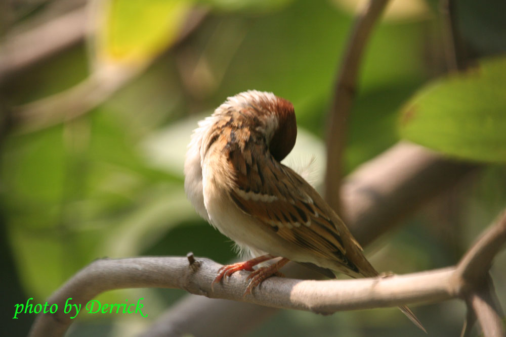 bird 摄影 爱钱恨钱