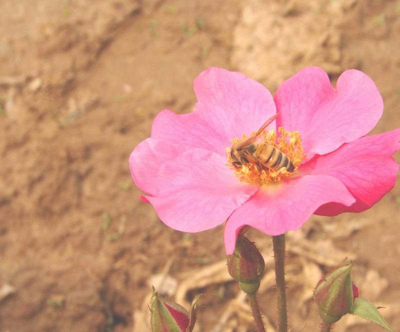 蜜蜂采蜂 摄影 贵宾