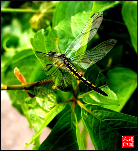 蜻蜓 摄影 山西边缘人