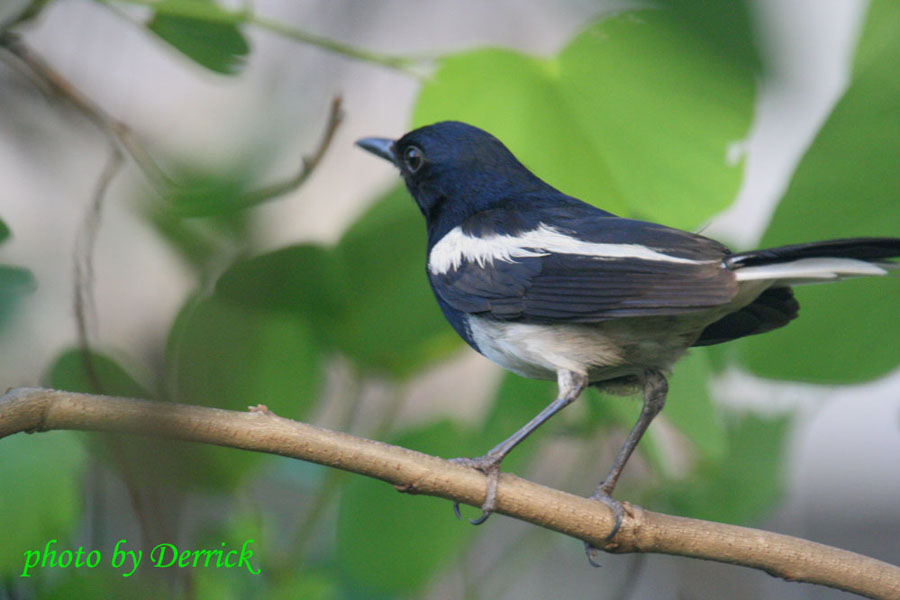 bird 摄影 爱钱恨钱