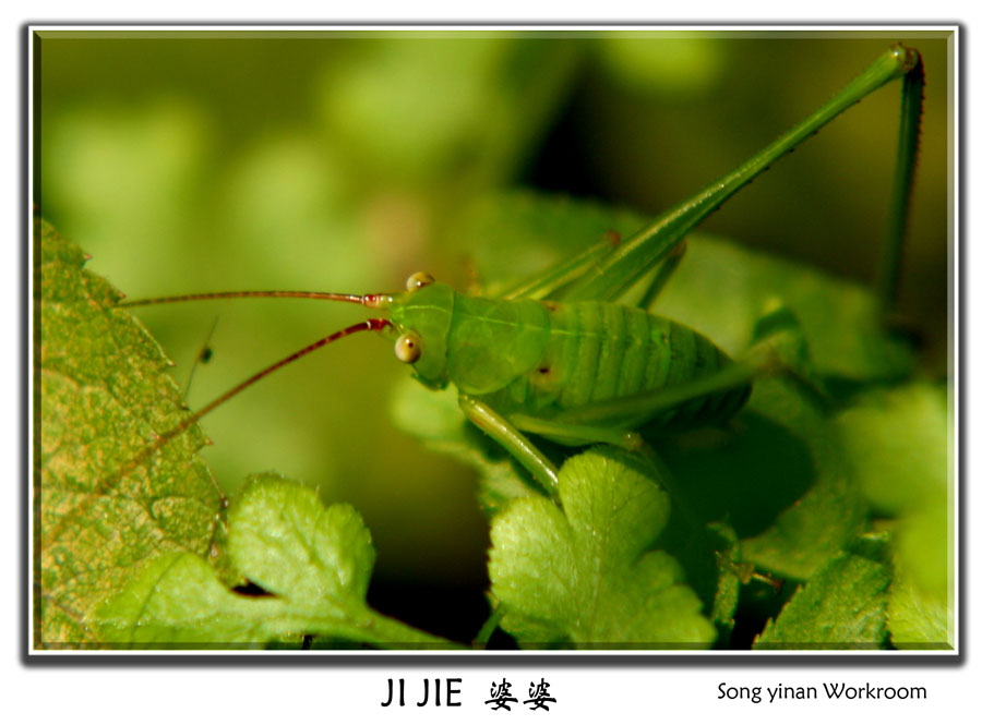 ji   jie婆婆 摄影 宋毅男