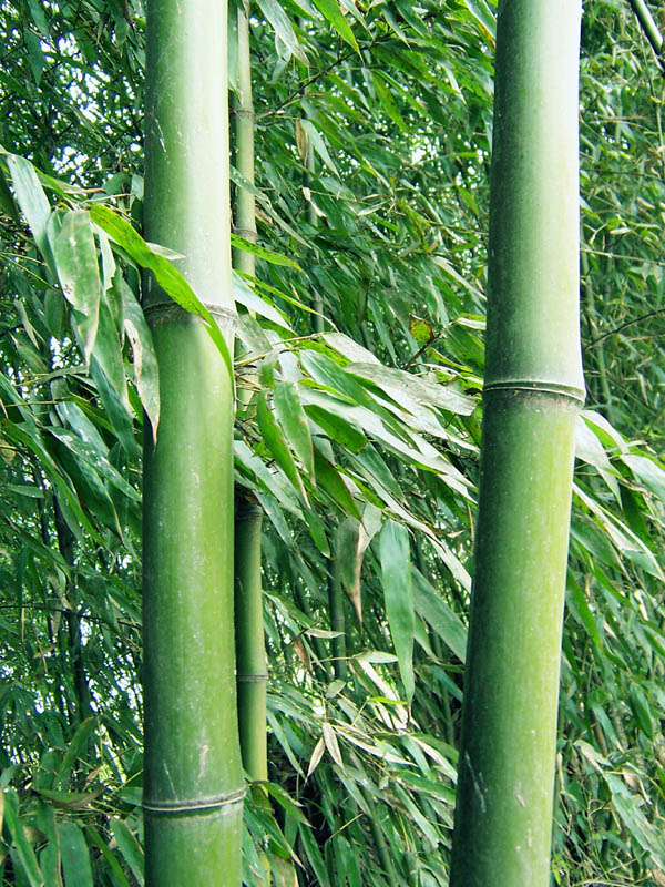 高风亮节 摄影 秦楚隐者