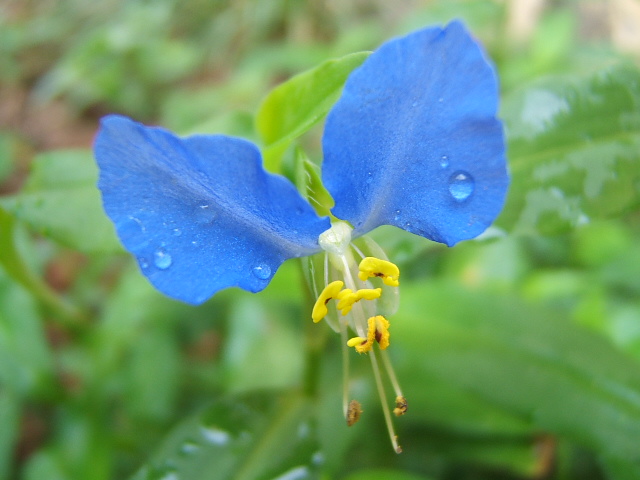 花之泪 摄影 岸边柳