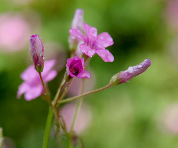 小花 摄影 梅花