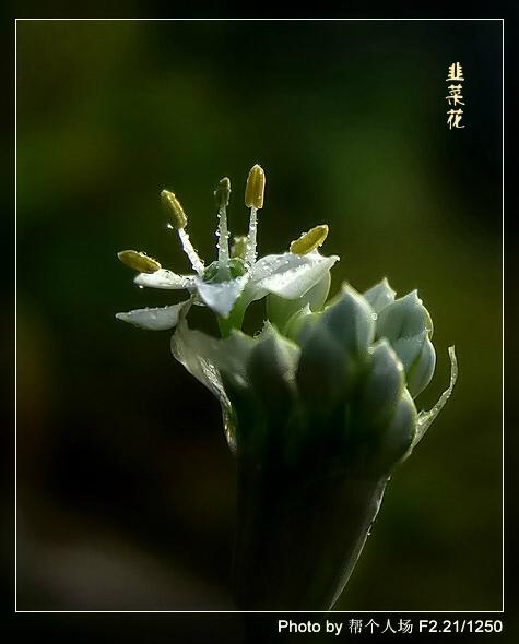 韭菜花 摄影 帮个人场