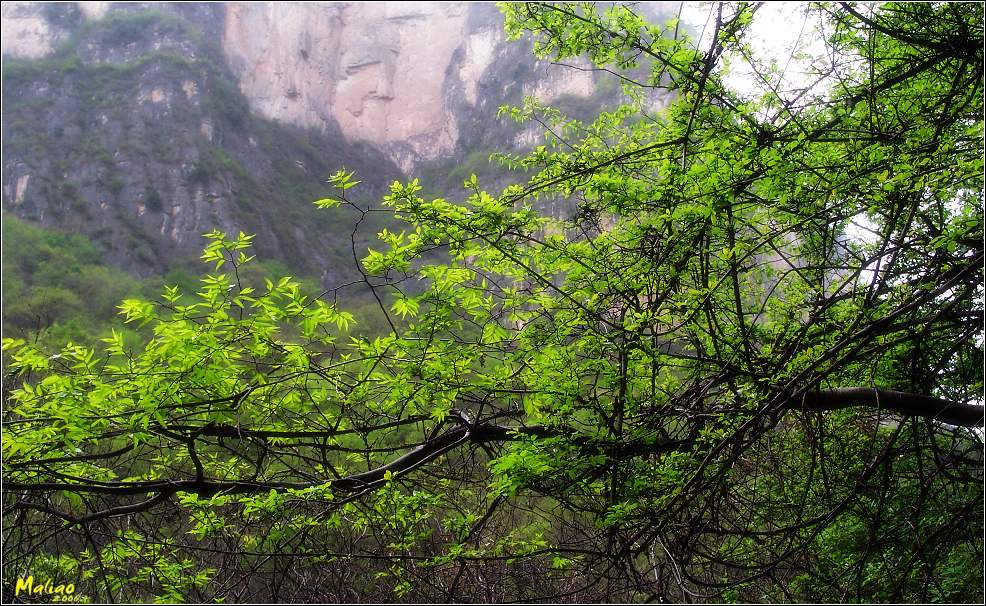 41.云台山·满目苍翠 摄影 马里奥MALIAO