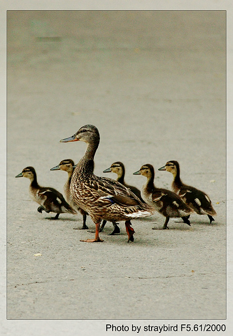 瞧这一家子 摄影 straybird75