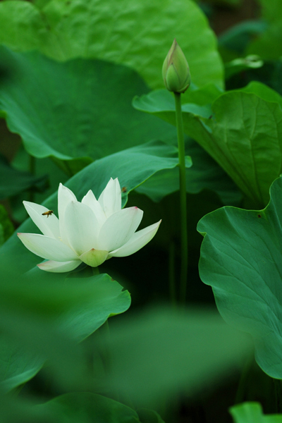 荷花 摄影 椰子树