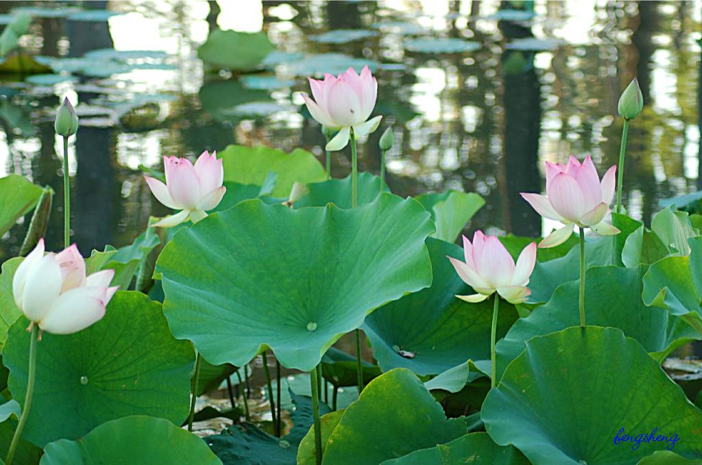 flower-40 摄影 fengsheng