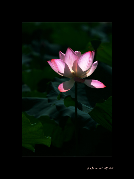芙蕖 摄影 佛心鬼手