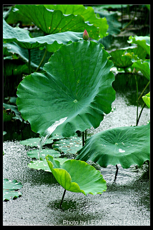 大雨倾盆 摄影 快门杀手