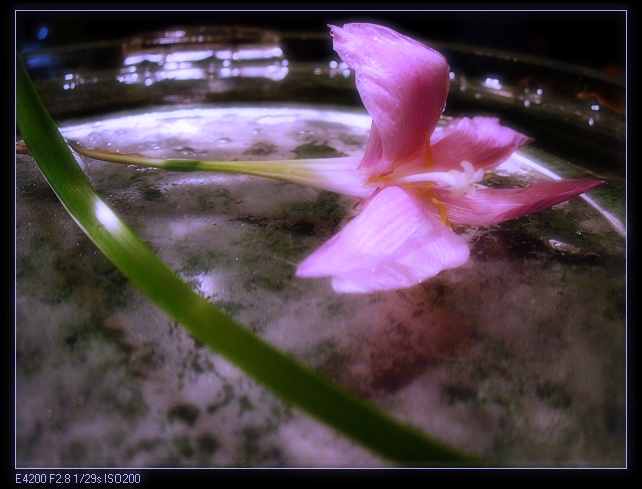 水中花 摄影 雪雁