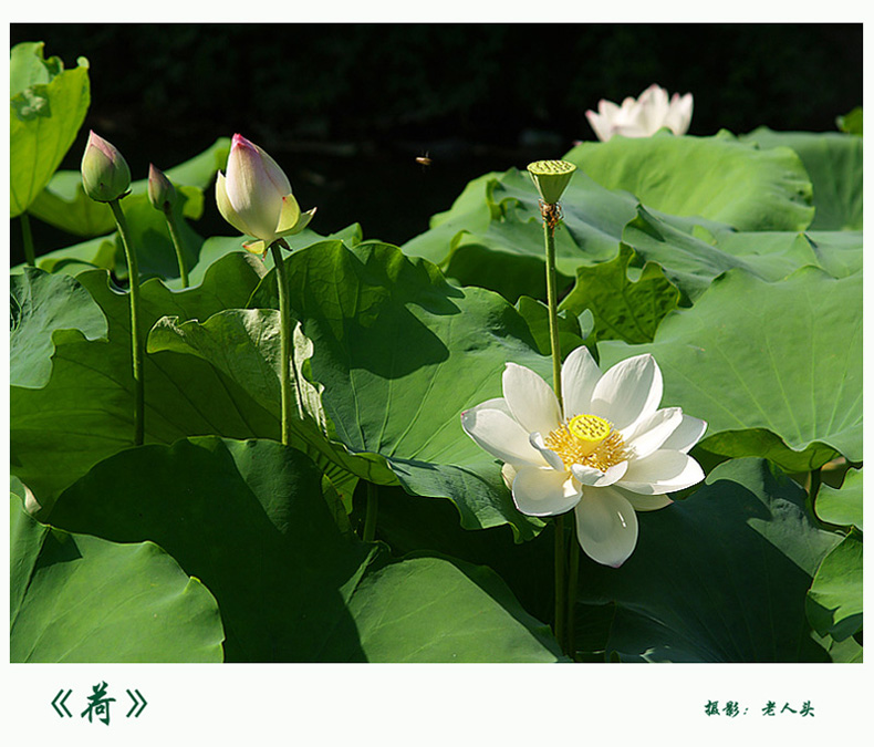 《荷》 摄影 老人头