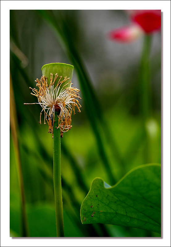 奉献 摄影 guanpeng