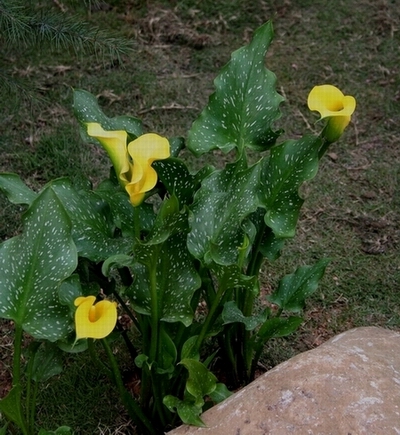 不知名的花 摄影 天下为我有