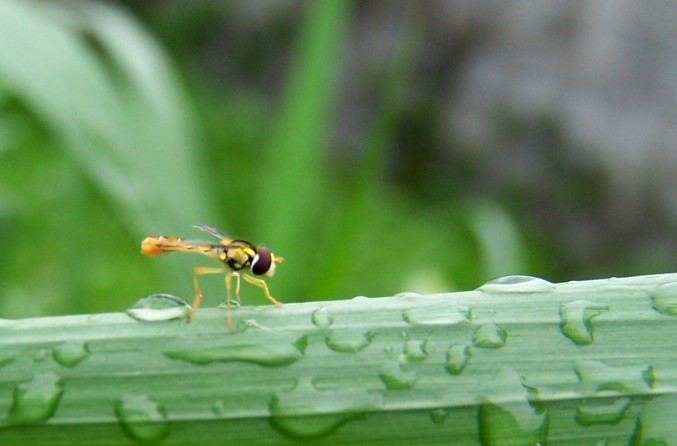 雨中漫步 摄影 默岚