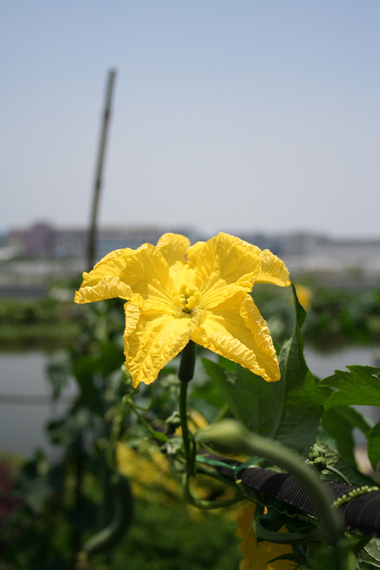 菜瓜花 摄影 温州理翔