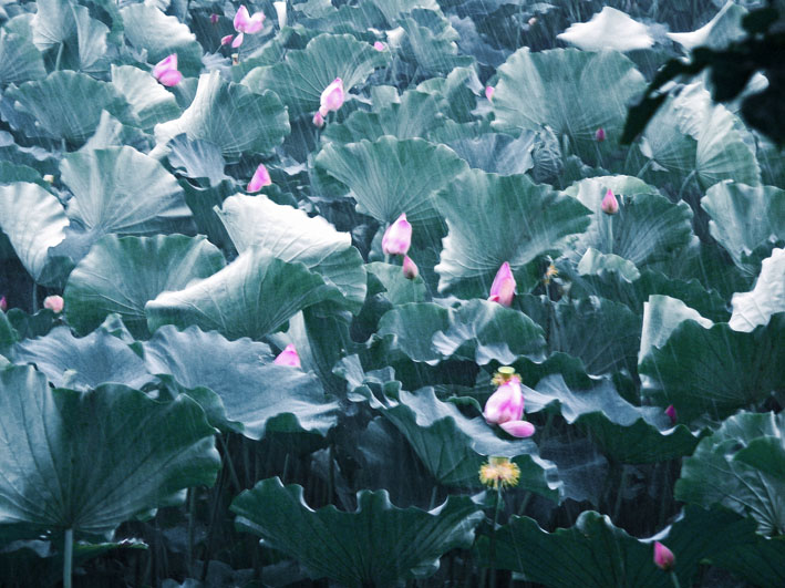 雨韵 摄影 综艺之光