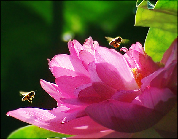 蜂花之恋九 摄影 小胜