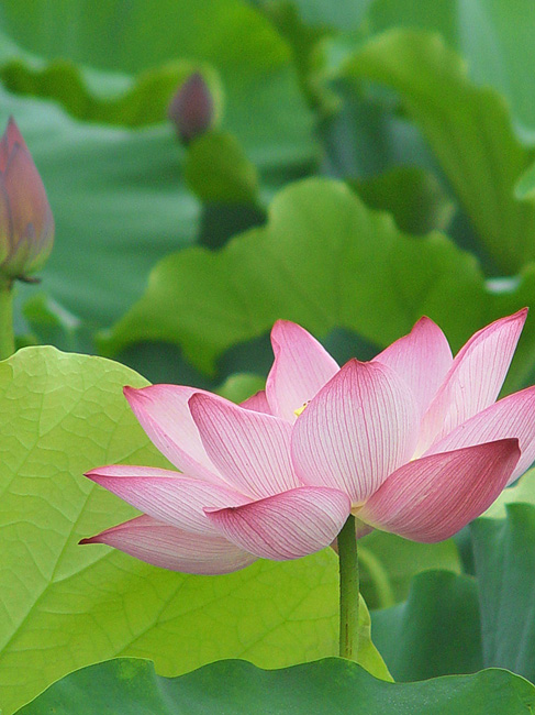 艳冠群芳 摄影 遥远有多远