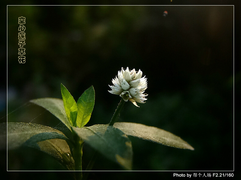 空心莲子草花 摄影 帮个人场