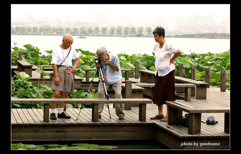 荷趣——湖边老摄 摄影 goodname