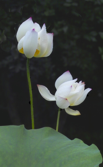 荷花 摄影 huaying