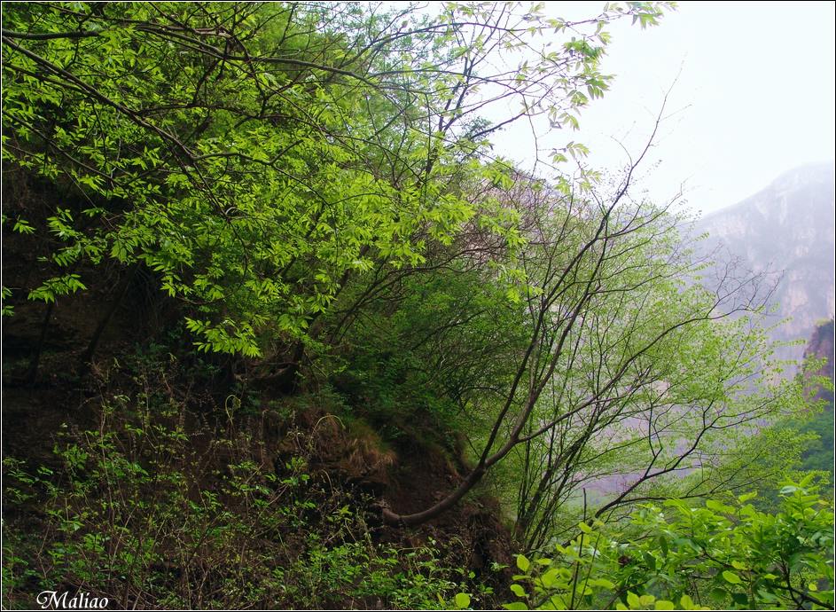 46.云台山·云台春色 摄影 马里奥MALIAO