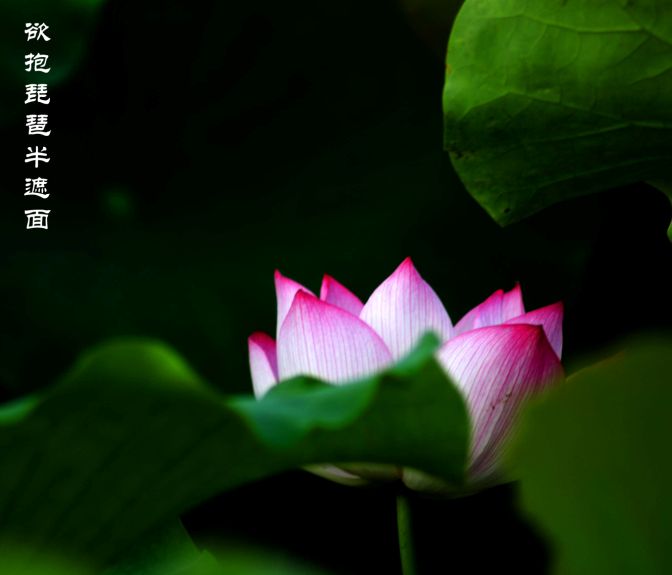 荷花魂 摄影 诸暨人