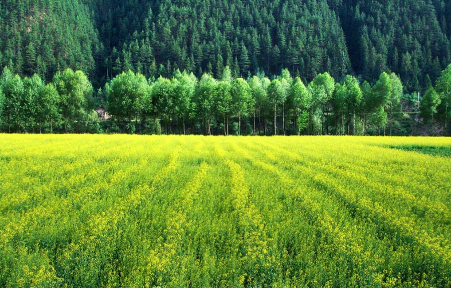 山里的春天 摄影 松峤一岛