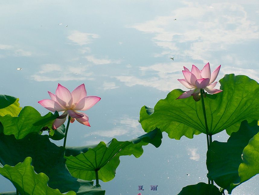 荷花 摄影 夏雨18