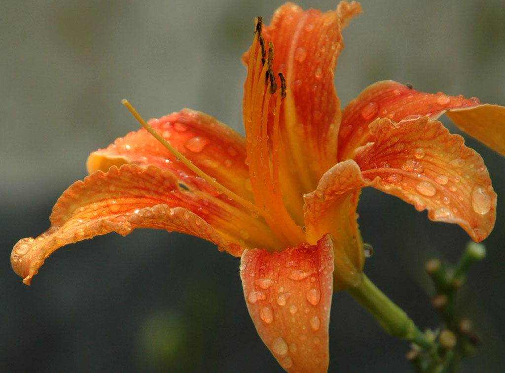 黄花菜......花 摄影 再回首