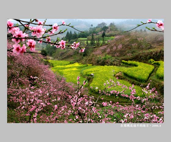 在那桃花盛开的地方 摄影 锋哥