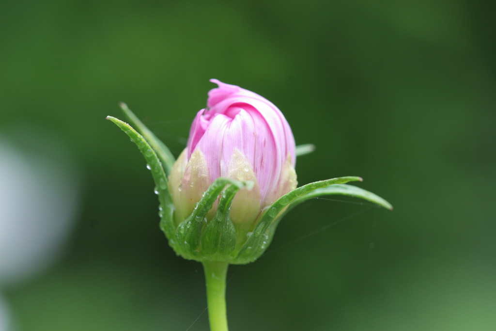 无名花蕾 摄影 阿易