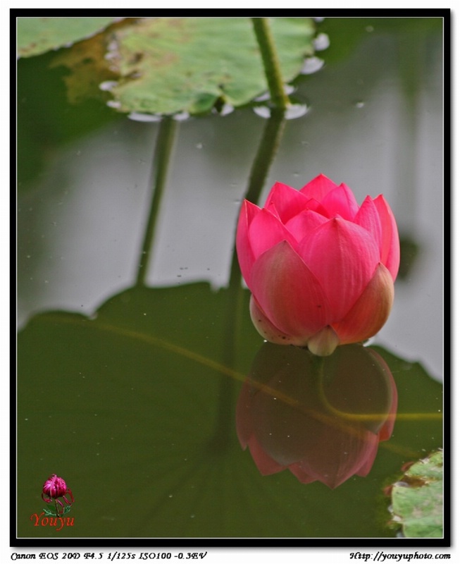 荷韵_出水芙蓉 摄影 youyu