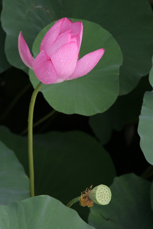 荷花 摄影 铄铄