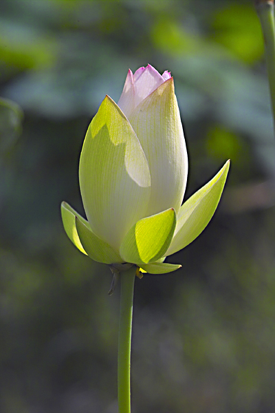 荷花 摄影 huaying