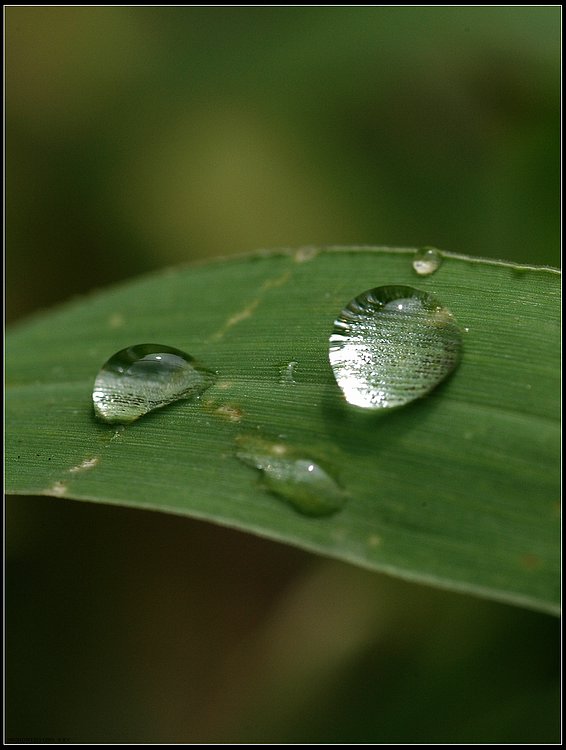 草丛 摄影 寒秋