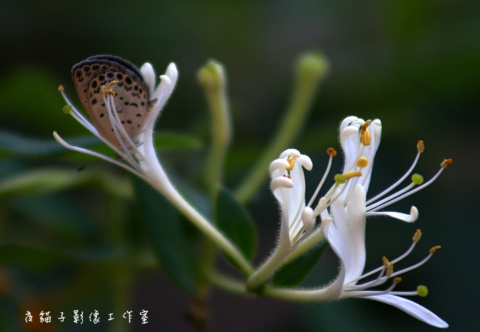 蝶恋花 摄影 雨后_斜阳