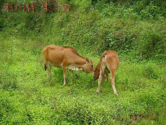 母子情 摄影 色与影