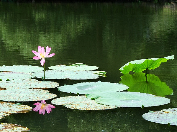 绿水芙蓉 摄影 如歌的行者