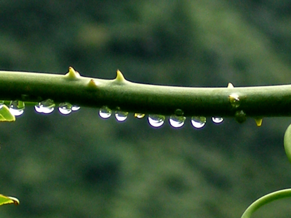 雨后 摄影 xulaotou